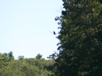 img_4971.jpg